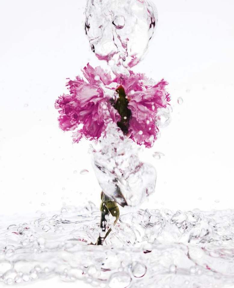 Cravo-rosa