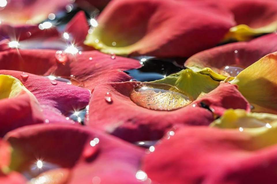 Close-up