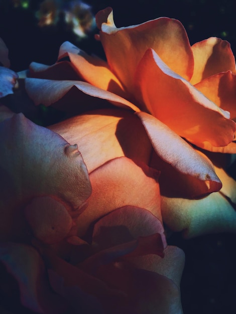 Guia Definitivo do Hot Flowers Body Splash: Benefícios